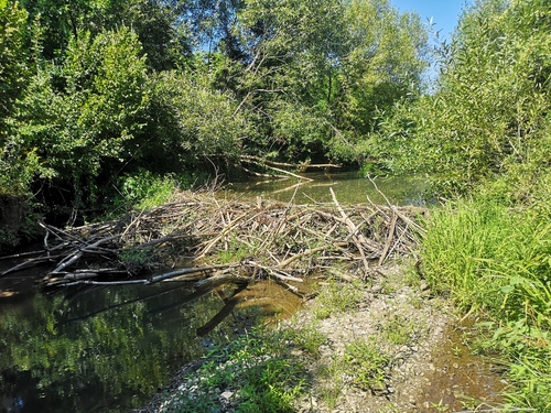 Eurasian Beaver