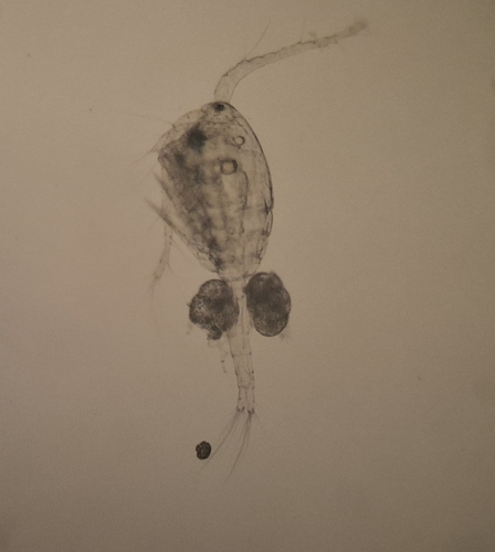 Thermocyclops oithonoides