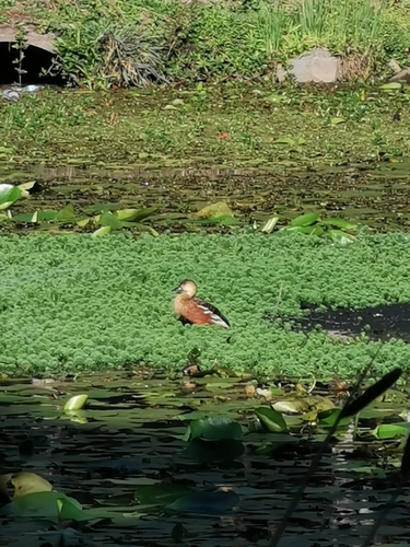 Wandering Whistling-Duck