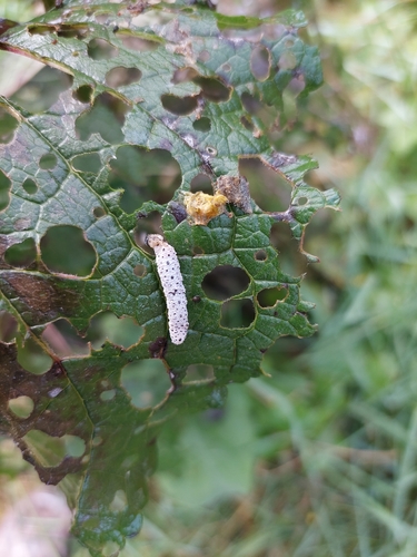 Figwort sawfly