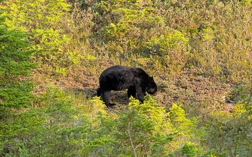 Black Bear sighting near Q2Q6+PW