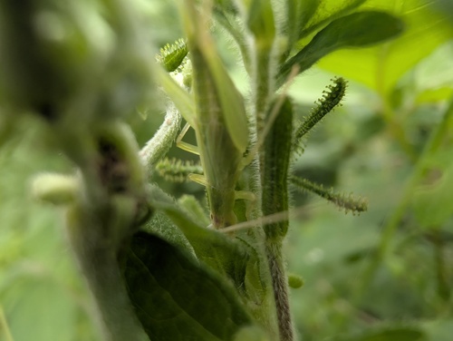 Oecanthus euryelytra