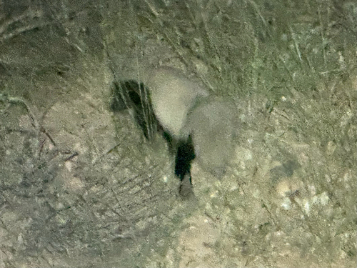 American Hog-nosed Skunk observed by haplo
