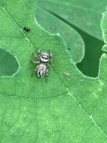 White-eyebrowed Jumping Spider