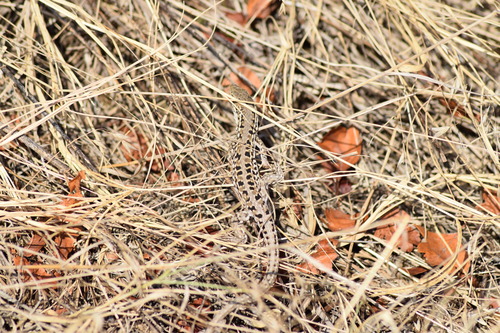 Balkan Wall Lizard