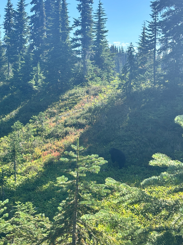 Black Bear sighting near Squamish-Lillooet