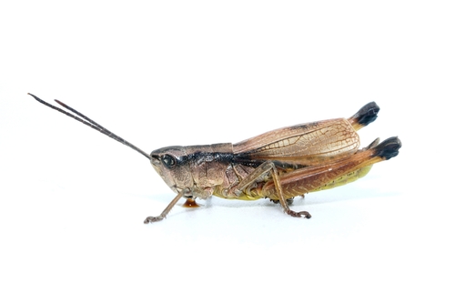 Podismopsis genicularibus