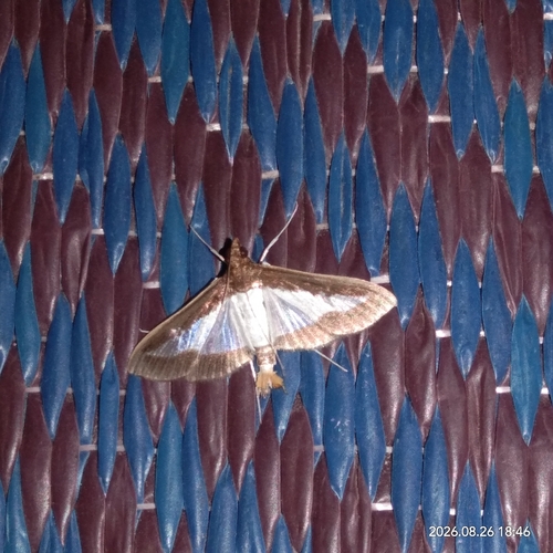 Cucumber Moth