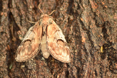 Pebble Prominent