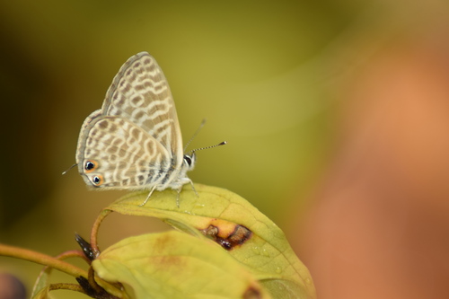 Lang's Short-tailed Blue