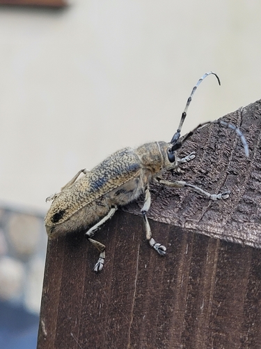 poplar borer