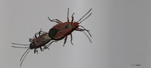 Pale Cotton Stainer