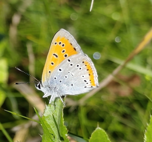 Large Copper