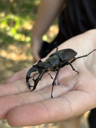 Lucanus cervus turcicus