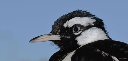 Magpie-lark