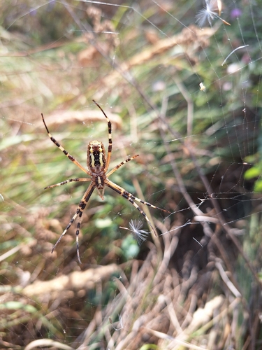 Wasp Spider
