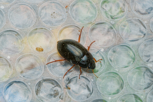 Hydrochara affinis