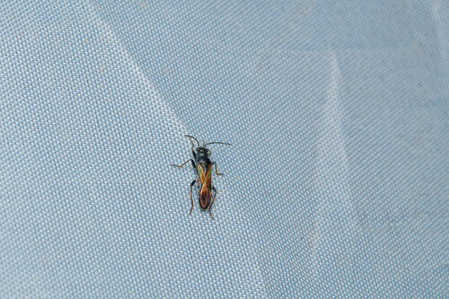Nerthus taivanicus