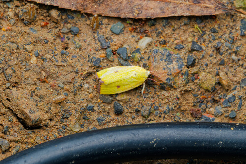 Earias pudicana