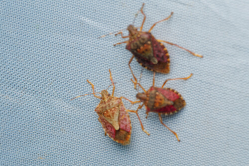 Brown Marmorated Stink Bug