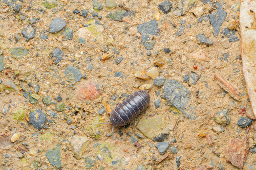 Common Pill Woodlouse
