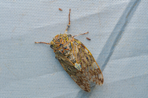 Kaempfer Cicada