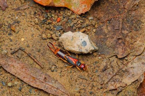 Shore Earwig