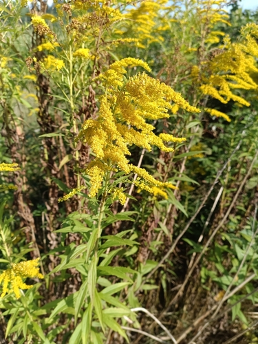 Canada goldenrod