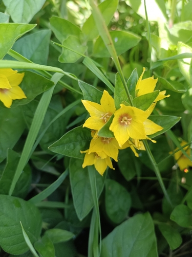 Dotted Loosestrife