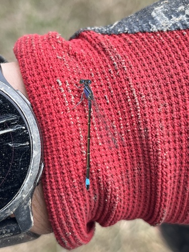 Blue-tailed Damselfly