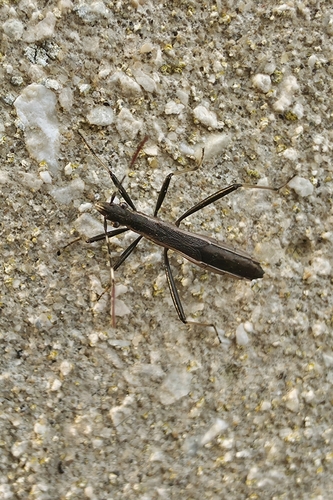 Micrelytra fossularum