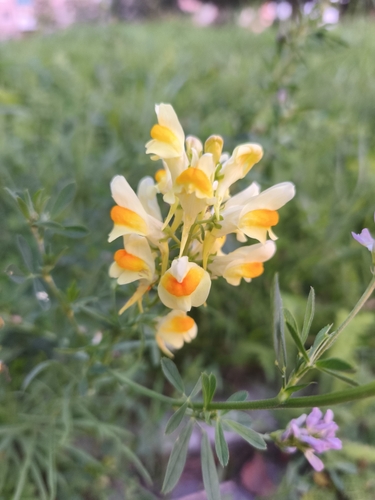 common toadflax