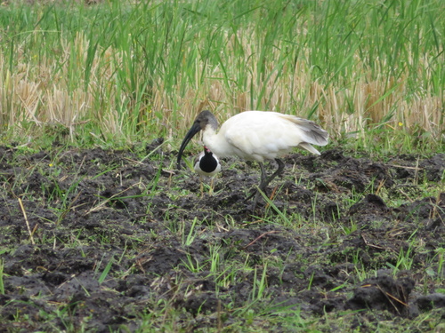 Black-headed Ibis