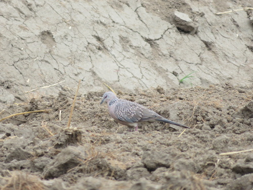 Spotted Dove