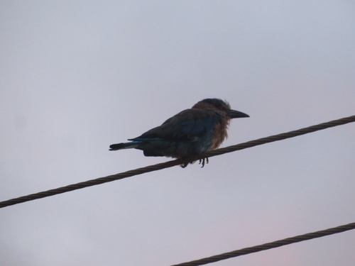 Indian Roller