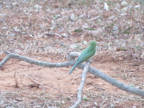 Asian Green Bee-eater