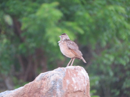 Jerdon's Bushlark