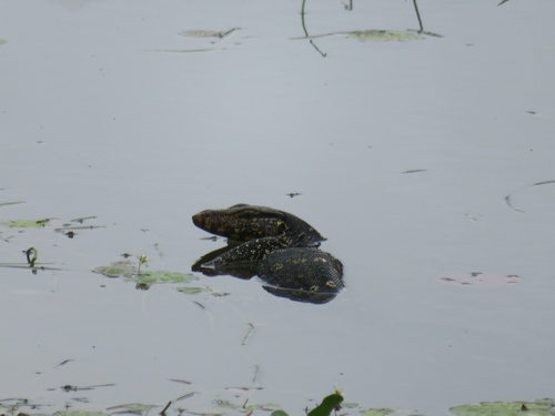 Common Water Monitor