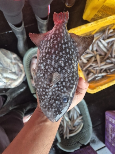 Spotted Oceanic Triggerfish