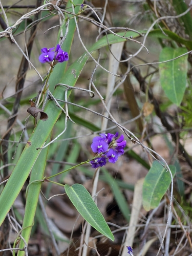False Sarsaparilla
