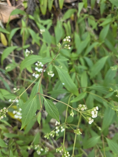 mist flower