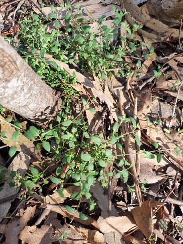 Climbing saltbush