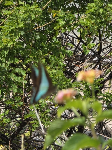 Blue Triangle Butterfly