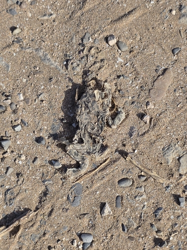 Mauritanian Toad
