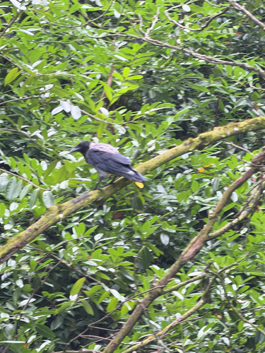 Hooded Crow