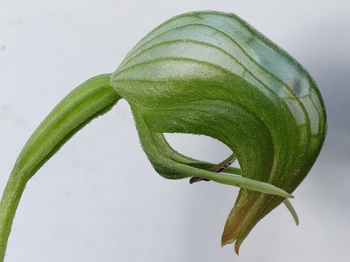 Nodding Greenhood