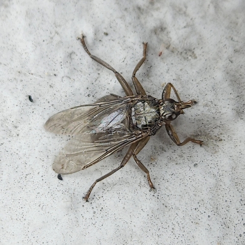 Pigeon Louse Fly
