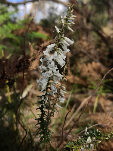 Common Heath