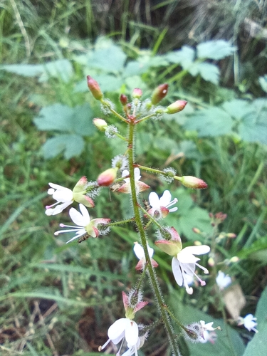 enchanter's-nightshade