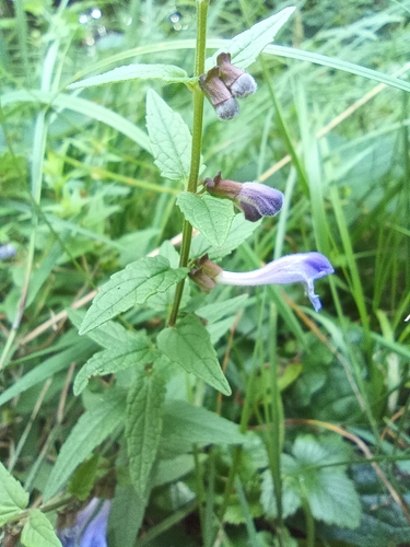 Marsh Skullcap